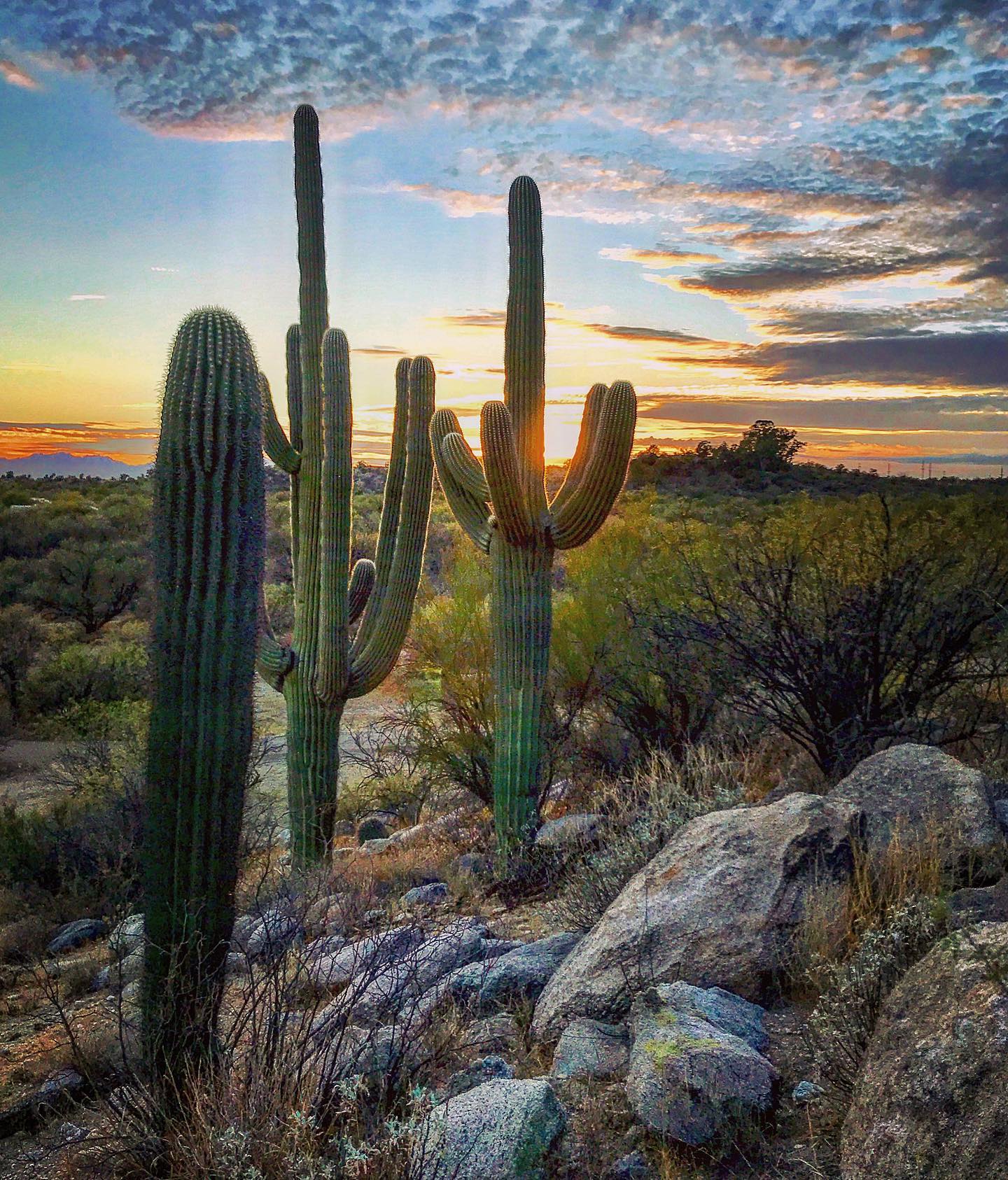 On today’s Mailbag episode of the Dear Bob and Sue Podcast, we answer a question about our favorite hiking trails in Saguaro National Park as well as in some other public lands in the Tucson area. And just in case you’re worried about being bitten by a Gila monster while hiking in the desert, we discuss four possible ways to remove one from your body. (Although you’ll need a stick, a lighter and a pool of water.)

All this plus a lot of other great questions on today’s episode, which you can find on Apple Podcasts, Google, Spotify, Stitcher, or your favorite podcast app. 🌵