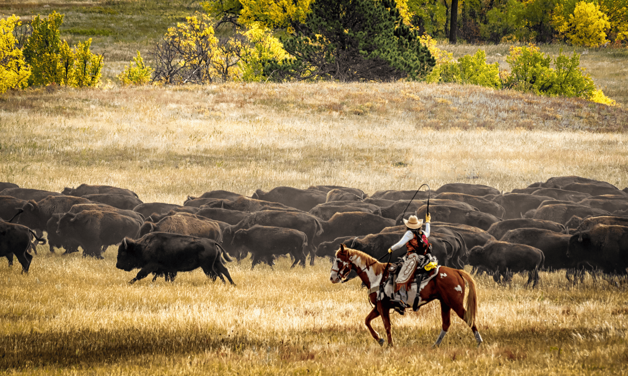 10 Unforgettable Places to See Bison in the American West - Matt and ...