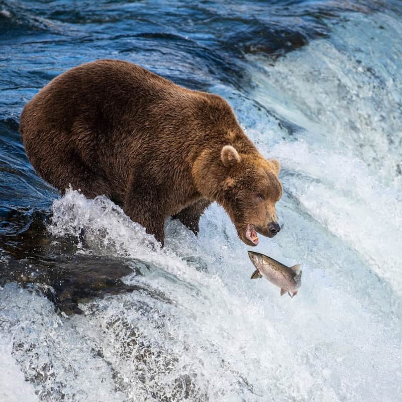Brown bear catching a salmon as it tries to climb Brooks Falls in Katmai National Park in Alaska