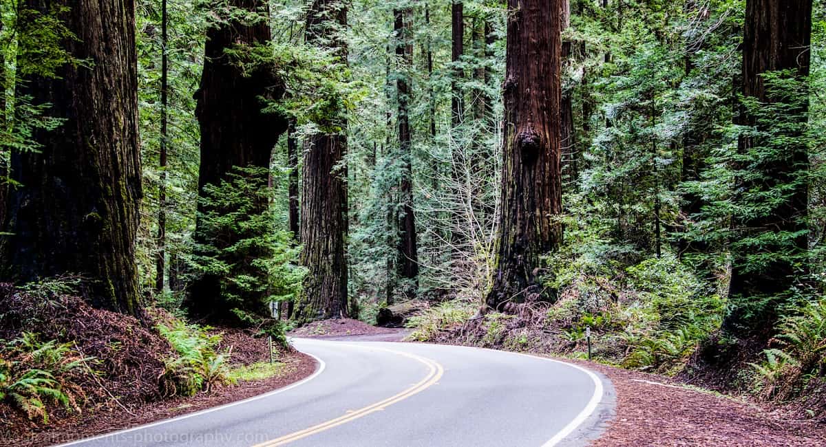 paved road winding through redwood trees in a park