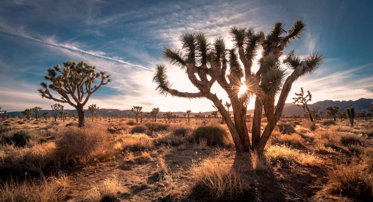 sun shining through a joshua tree at sunset in Joshua Tree National Park