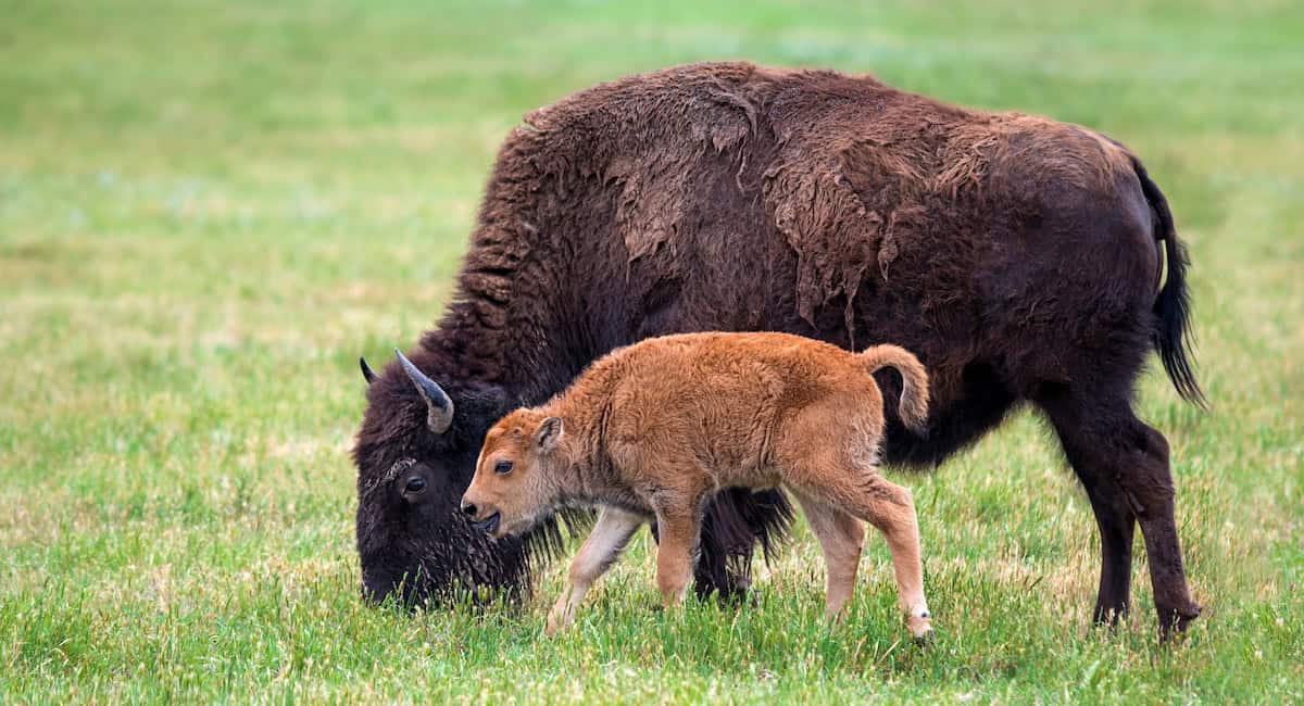 newborn bison calf standing next to its mother in an open field