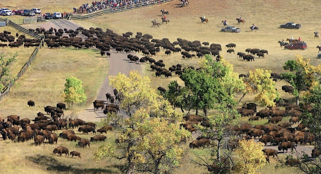 riders on horseback round up bison into a corral in Custer State Park