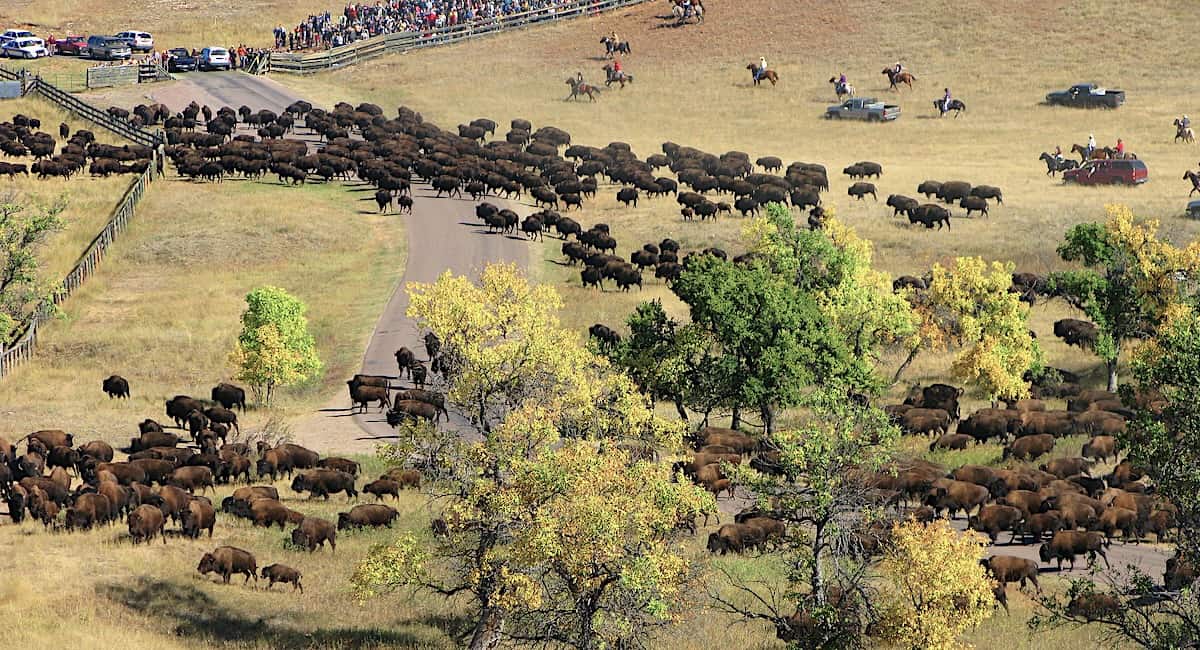 riders on horseback round up bison into a corral in Custer State Park